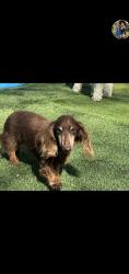 Lost Male Dog last seen Ridgeview drive , Cleveland, TN 37311