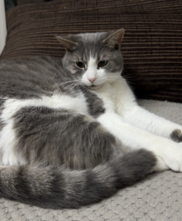 Reunited Male Cat last seen King Edward park , Nottingham, England 
