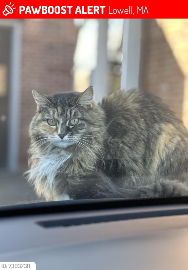 Lost Female Cat last seen Near wentworth Ave and Andover st., Lowell, MA 01852