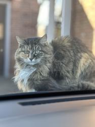 Lost Female Cat last seen Near wentworth Ave and Andover st., Lowell, MA 01852