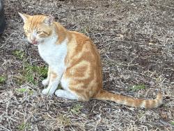 Found/Stray Male Cat last seen Gulfstream/Castleberry Terrace, Englewood, FL 34224