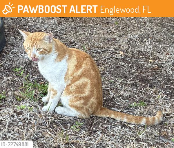 Found/Stray Male Cat last seen Gulfstream/Castleberry Terrace, Englewood, FL 34224