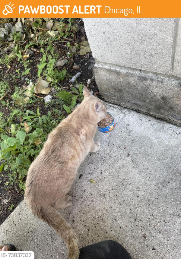 Found/Stray Unknown Cat last seen stewart and eggleston, Chicago, IL 60620