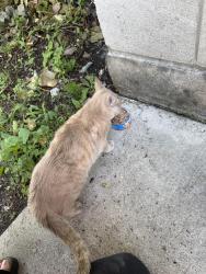 Found/Stray Unknown Cat last seen stewart and eggleston, Chicago, IL 60620