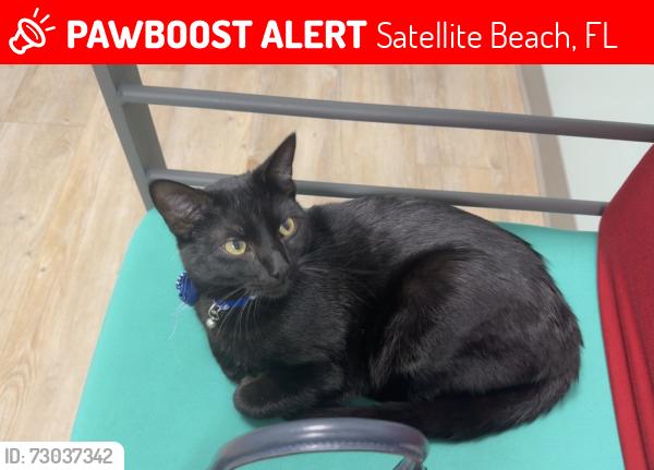 Lost Male Cat last seen Carissa Ct and Carissa Drive, Satellite Beach, FL 32937