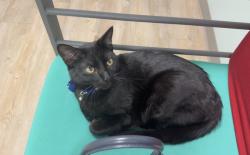 Lost Male Cat last seen Carissa Ct and Carissa Drive, Satellite Beach, FL 32937