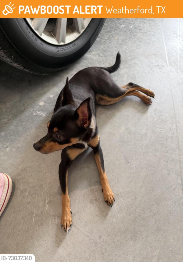Found/Stray Female Dog last seen Veal Station Rd, Weatherford, TX 76085