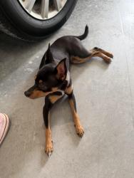Found/Stray Female Dog last seen Veal Station Rd, Weatherford, TX 76085