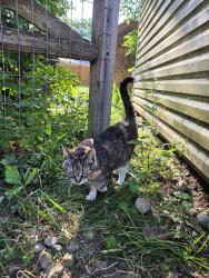 Found/Stray Unknown Cat last seen Telegraph and Albain, RAISINVL Township, MI 48161