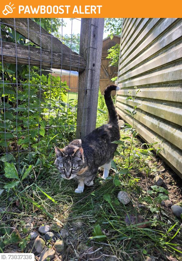 Found/Stray Unknown Cat last seen Telegraph and Albain, RAISINVL Township, MI 48161