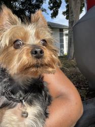 Reunited Male Dog last seen 12th fairway , Wellington, FL 33414