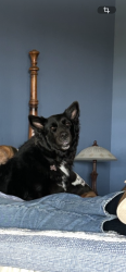 Lost Female Dog last seen Washington & jamacha, El Cajon, CA 92019