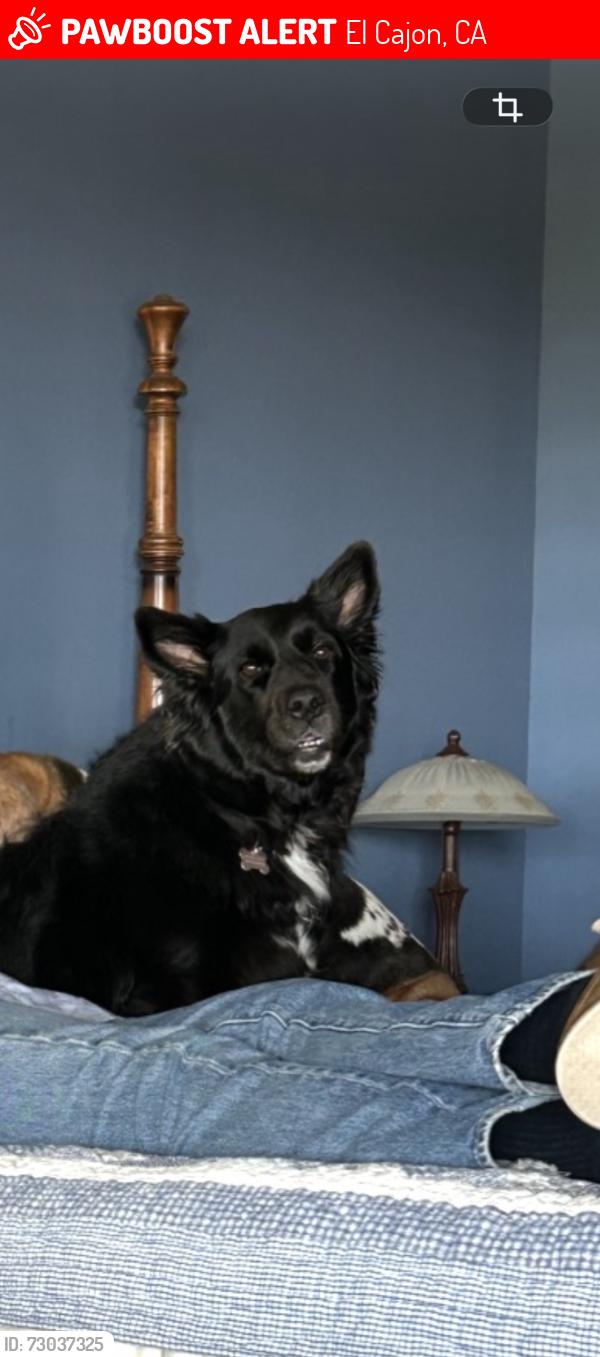 Lost Female Dog last seen Washington & jamacha, El Cajon, CA 92019