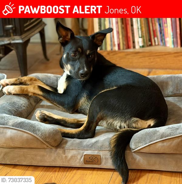 Lost Male Dog last seen Memorial and Indian Meridian Jobes, OK, Jones, OK 73049