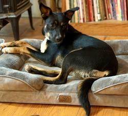 Lost Male Dog last seen Memorial and Indian Meridian Jobes, OK, Jones, OK 73049
