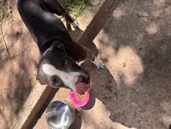 Found/Stray Male Dog last seen Drexel and 10th st, Indianapolis, IN 46201