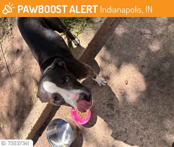 Found/Stray Male Dog last seen Drexel and 10th st, Indianapolis, IN 46201