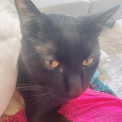 Lost Male Cat last seen Baker Creek Neighborhood , McMinnville, OR 97128