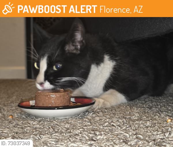 Found/Stray Unknown Cat last seen Magma Ranch Vistas, Florence, AZ 85132