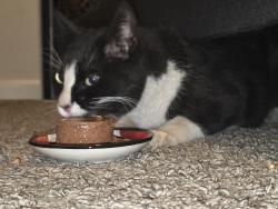 Found/Stray Unknown Cat last seen Magma Ranch Vistas, Florence, AZ 85132