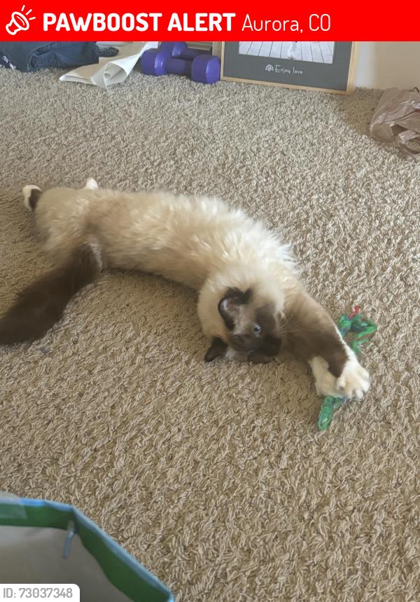 Lost Female Cat last seen S Tibet and E Roxbury Pl, Aurora, CO 80016