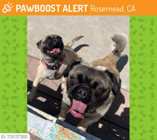 Found/Stray Unknown Dog last seen Sullivan Avenue, Rosemead, CA 91770