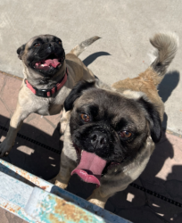 Found/Stray Unknown Dog last seen Sullivan Avenue, Rosemead, CA 91770