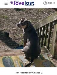 Reunited Female Dog last seen by Toledo zoo, Toledo, OH 43604