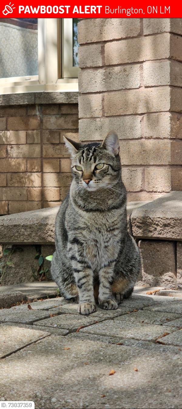 Lost Male Cat last seen Ferencich CT, Burlington, ON L7M
