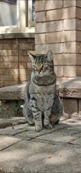 Lost Male Cat last seen Ferencich CT, Burlington, ON L7M