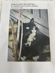 Lost Male Cat last seen Olive and N Lake drive, Shorewood, WI 53211