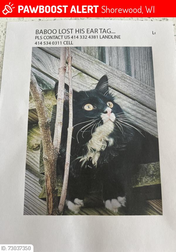 Lost Male Cat last seen Olive and N Lake drive, Shorewood, WI 53211
