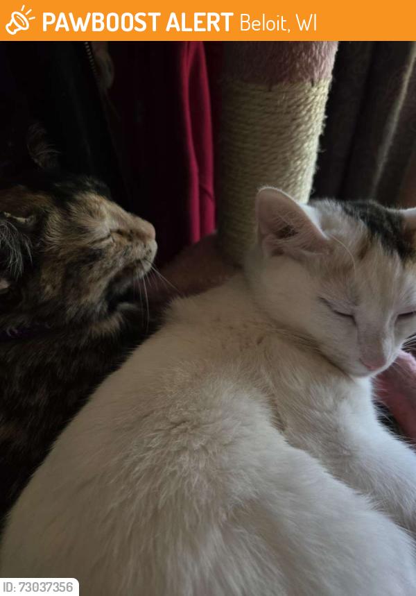 Found/Stray Female Cat last seen By the Liberty hse on liberty street, Beloit, WI 53511