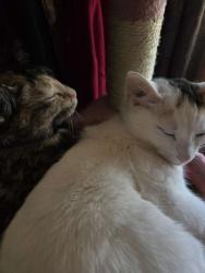 Found/Stray Female Cat last seen By the Liberty hse on liberty street, Beloit, WI 53511
