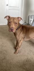 Found/Stray Male Dog last seen Lilian hwy and n 84th ave, Escambia County, FL 32506