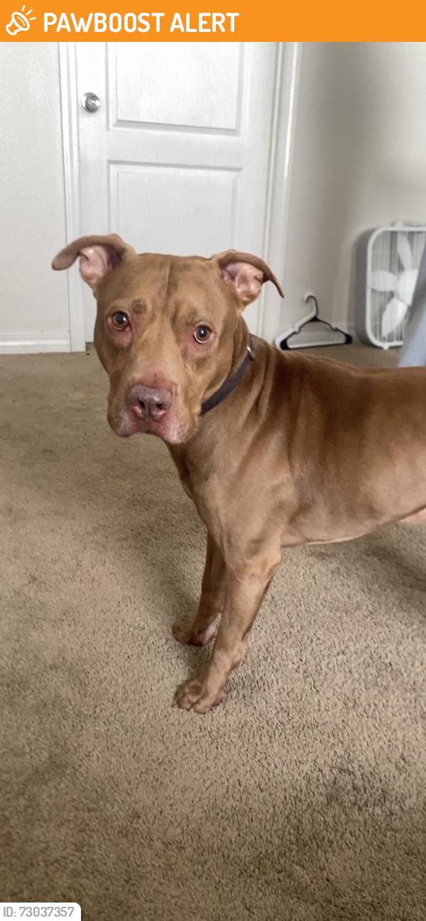 Found/Stray Male Dog last seen Lilian hwy and n 84th ave, Escambia County, FL 32506