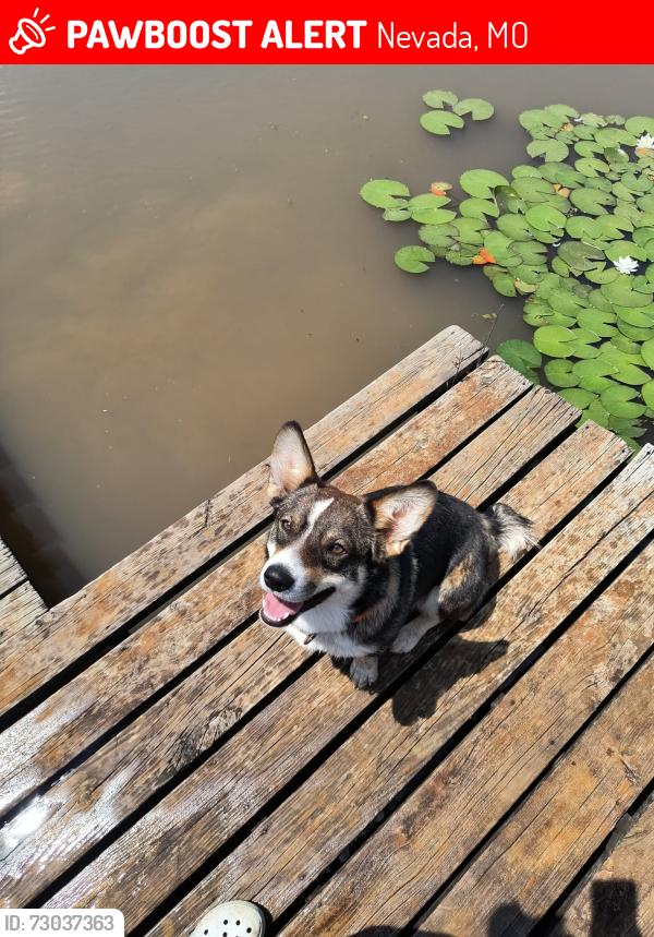 Lost Male Dog last seen Compton junction, Halley rd, Nevada, MO 64772