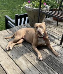 Lost Female Dog last seen Clark Park, Detroit, MI 48209