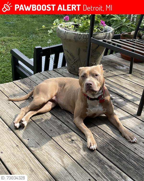 Lost Female Dog last seen Clark Park, Detroit, MI 48209