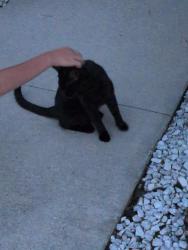 Found/Stray Male Cat last seen Hampstead pines, Hampstead, NC 28443