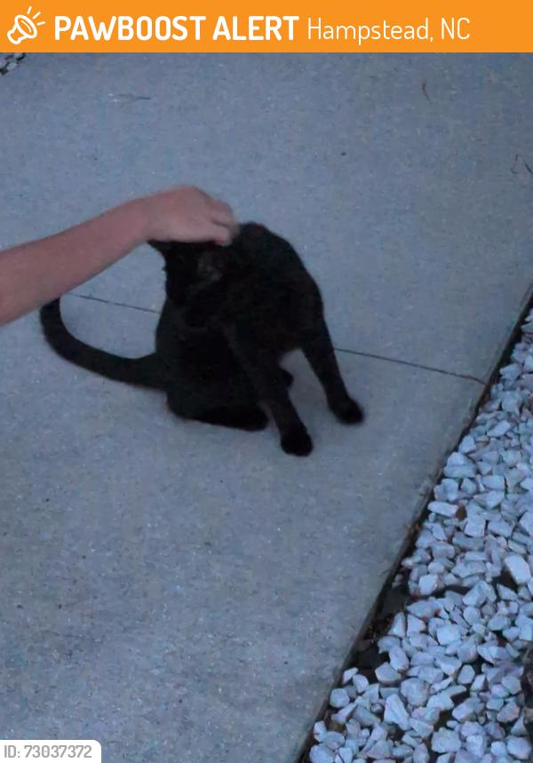 Found/Stray Male Cat last seen Hampstead pines, Hampstead, NC 28443