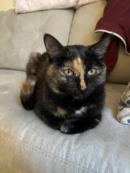 Lost Female Cat last seen 16th st and Stride Ave, Burnaby, BC V3N 1T7