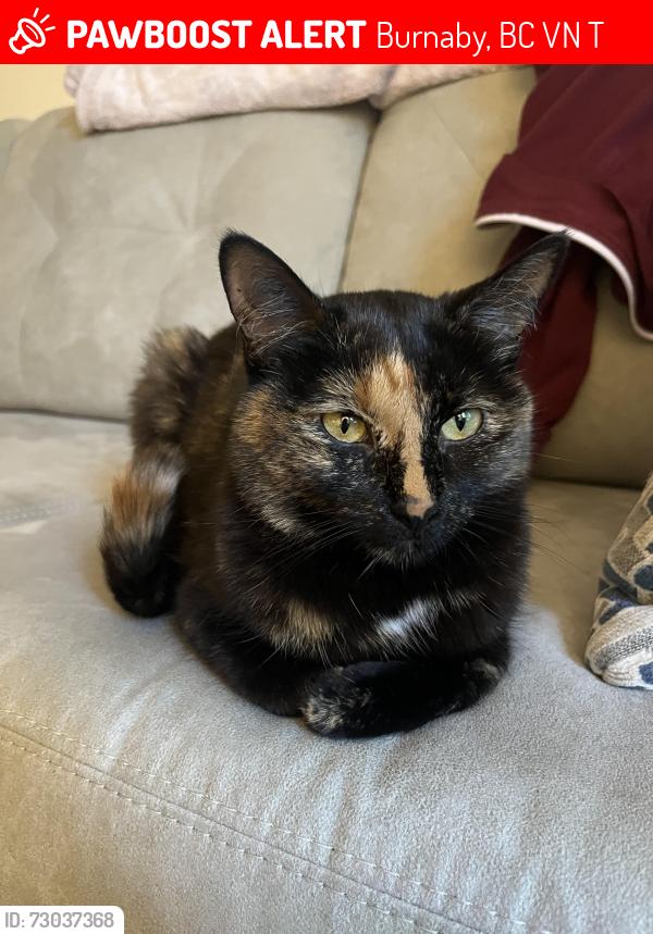 Lost Female Cat last seen 16th st and Stride Ave, Burnaby, BC V3N 1T7