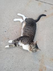 Lost Male Cat last seen Near Whitehead Rd ext.Ewing, NJ 08638, Ewing Township, NJ 08638