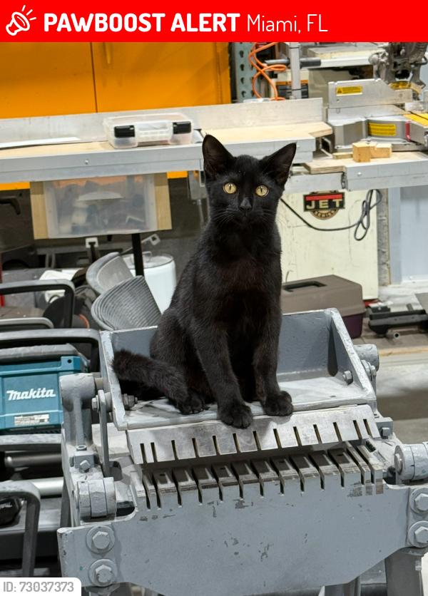 Lost Male Cat last seen Near ave sw 40 st, Miami, FL 33155
