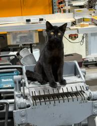 Lost Male Cat last seen Near ave sw 40 st, Miami, FL 33155