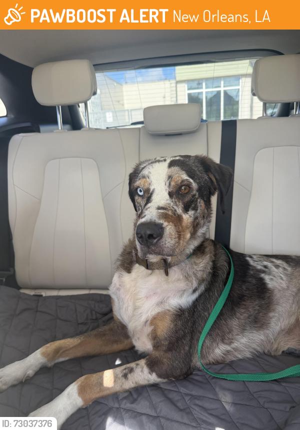Found/Stray Male Dog last seen City Park, New Orleans, LA 70124