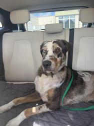 Found/Stray Male Dog last seen City Park, New Orleans, LA 70124