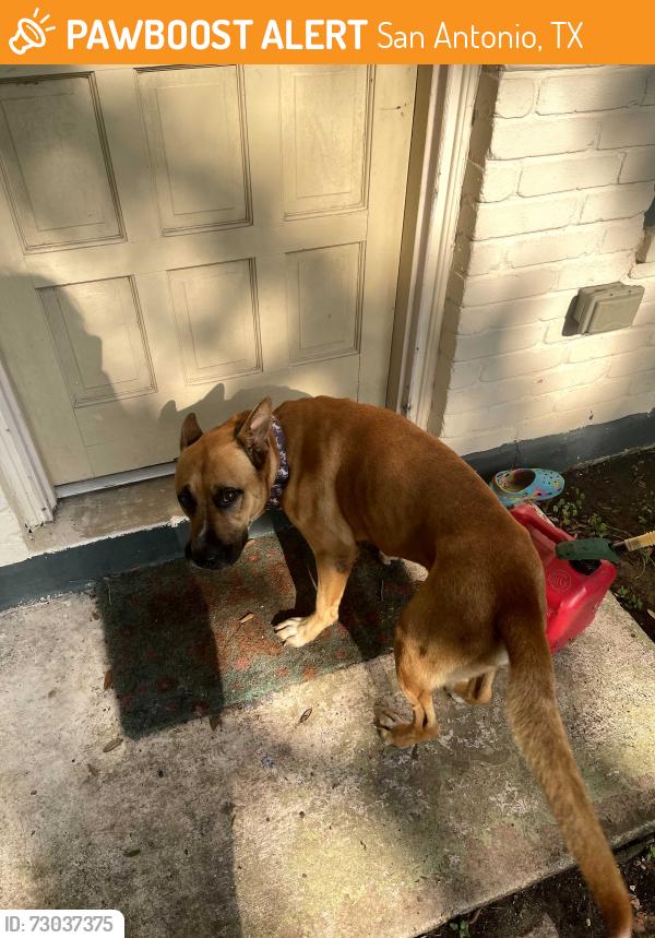 Found/Stray Male Dog last seen In Kirby, San Antonio, TX 78219
