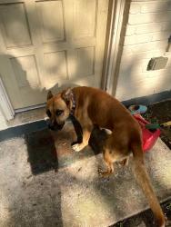 Found/Stray Male Dog last seen In Kirby, San Antonio, TX 78219